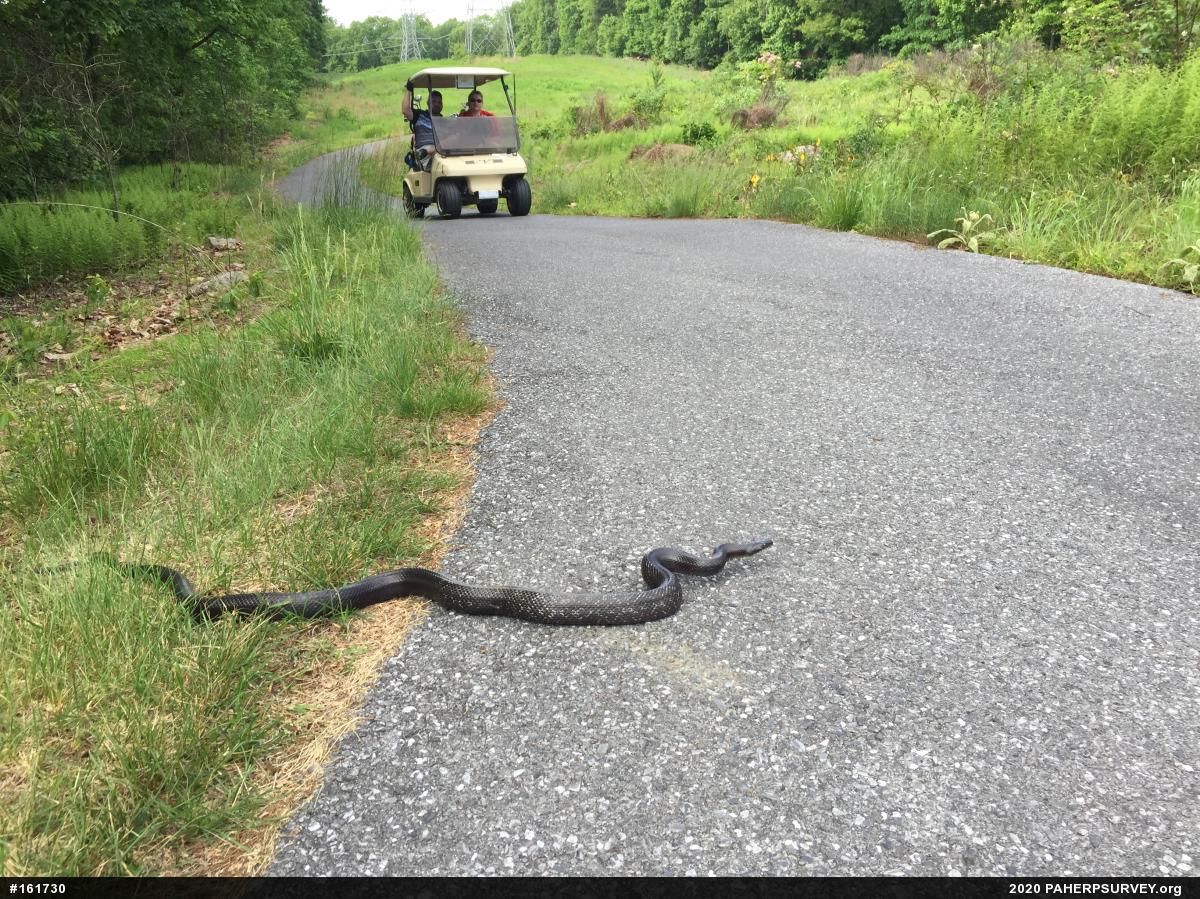 Eastern Ratsnake