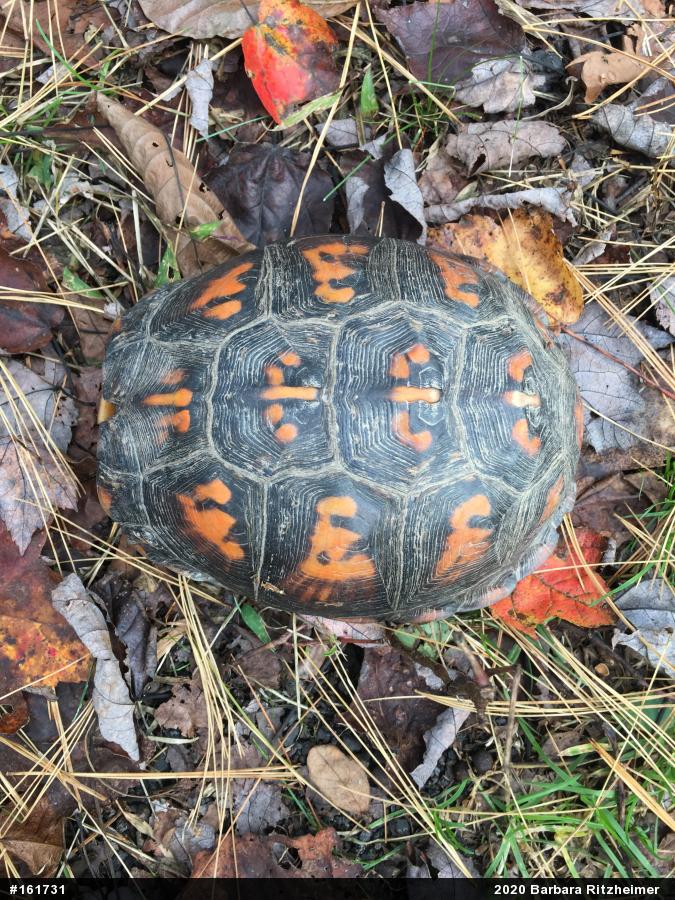 Eastern Box Turtle