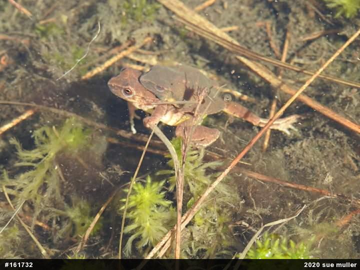 Spring Peeper