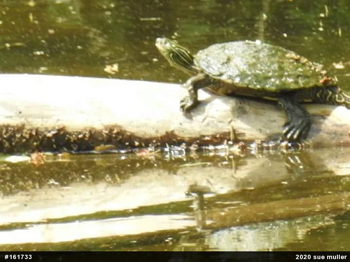 Northern Map Turtle