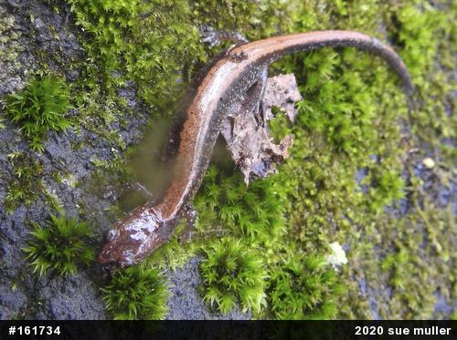 Eastern Red-backed  Salamander