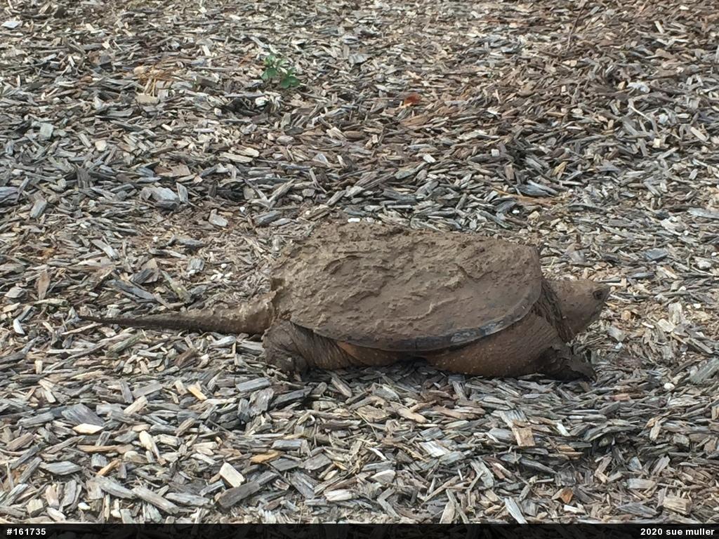 Snapping Turtle