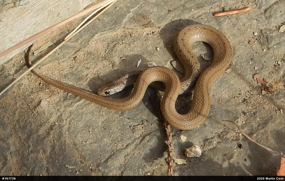 Dekay's Brownsnake