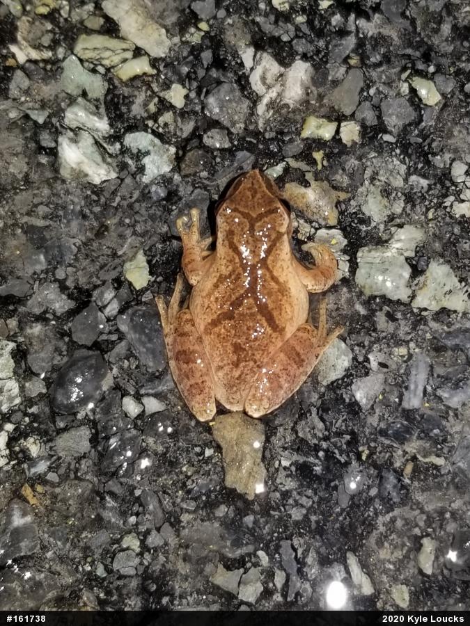 Spring Peeper