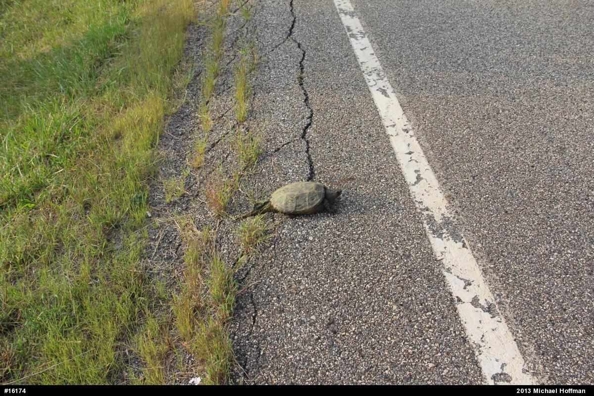 Snapping Turtle