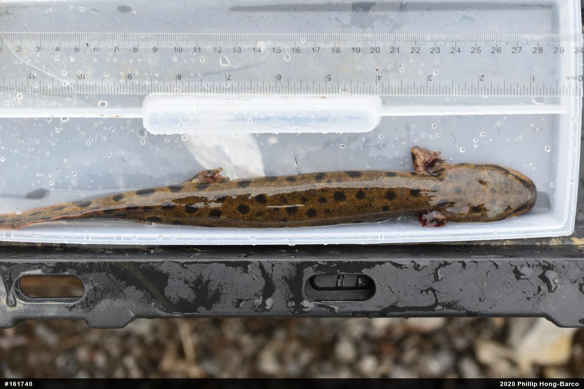 Common Mudpuppy