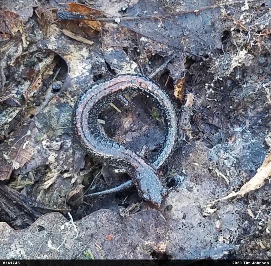 Eastern Red-backed  Salamander