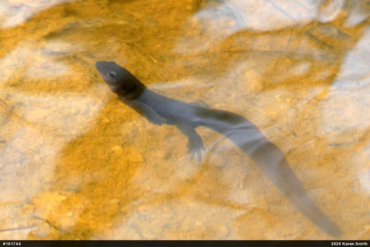 Jefferson Salamander