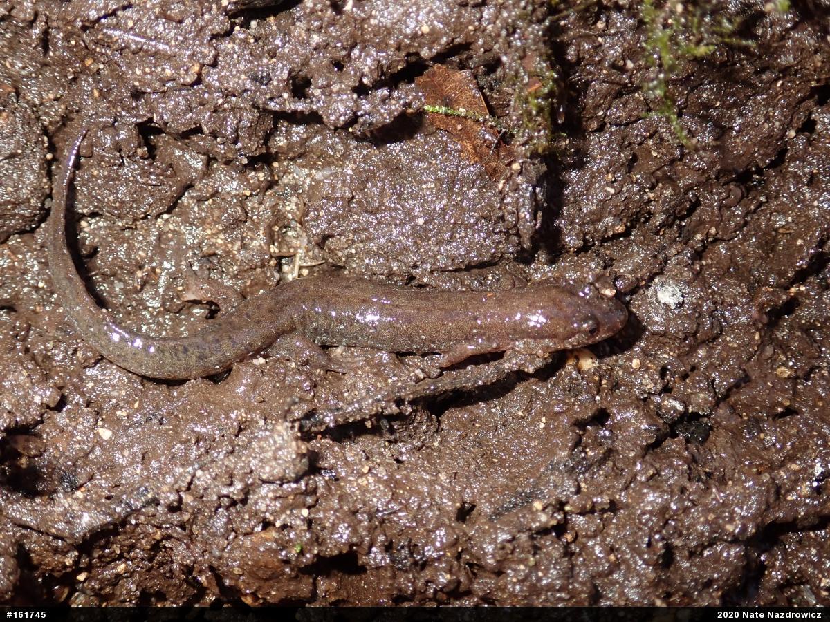 Northern Dusky Salamander