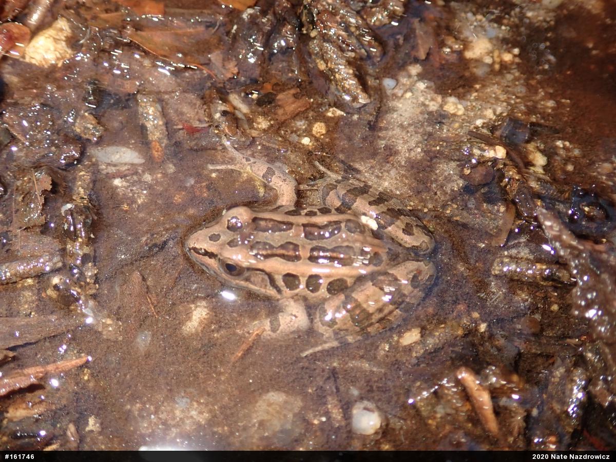 Pickerel Frog