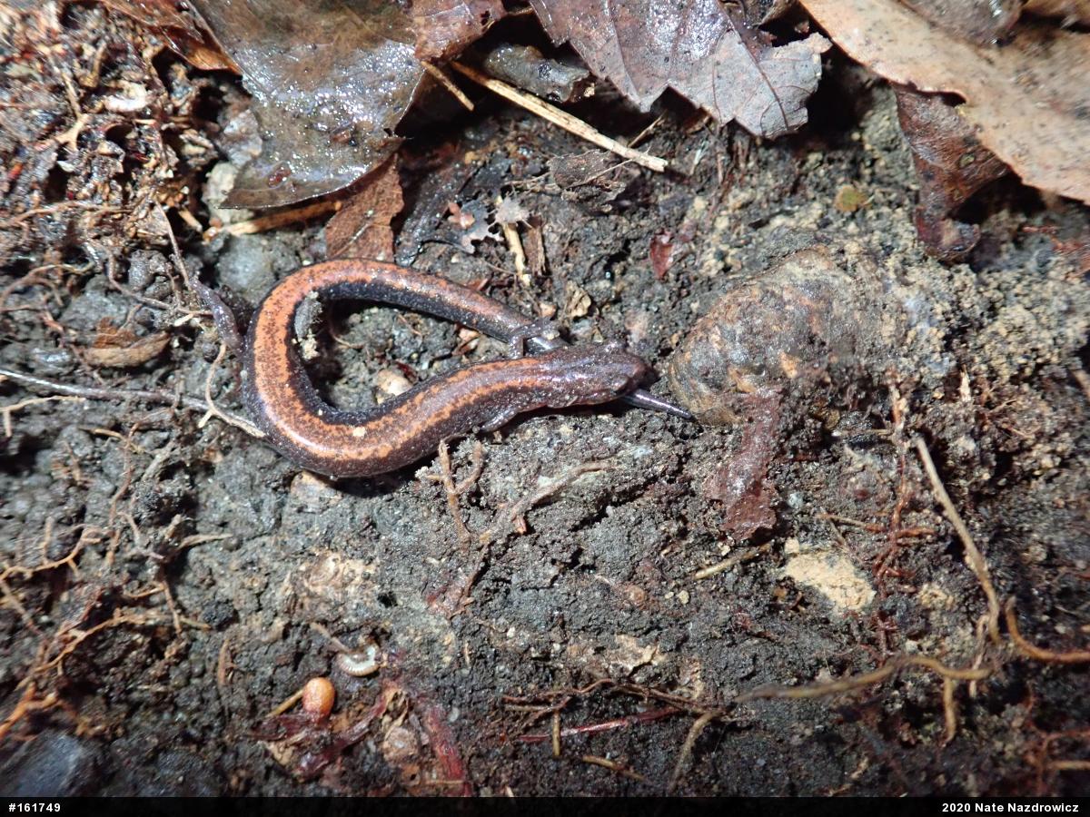 Eastern Red-backed  Salamander