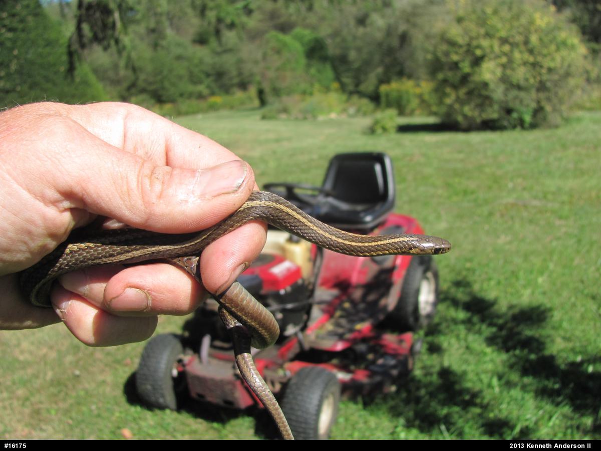 Shorthead Gartersnake