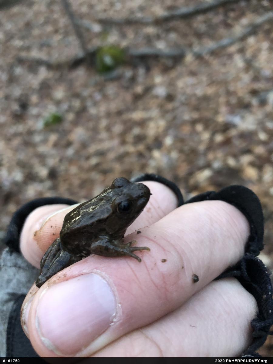 Green Frog