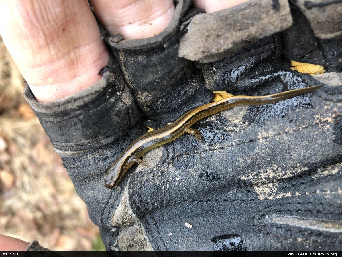 Northern Two-lined Salamander