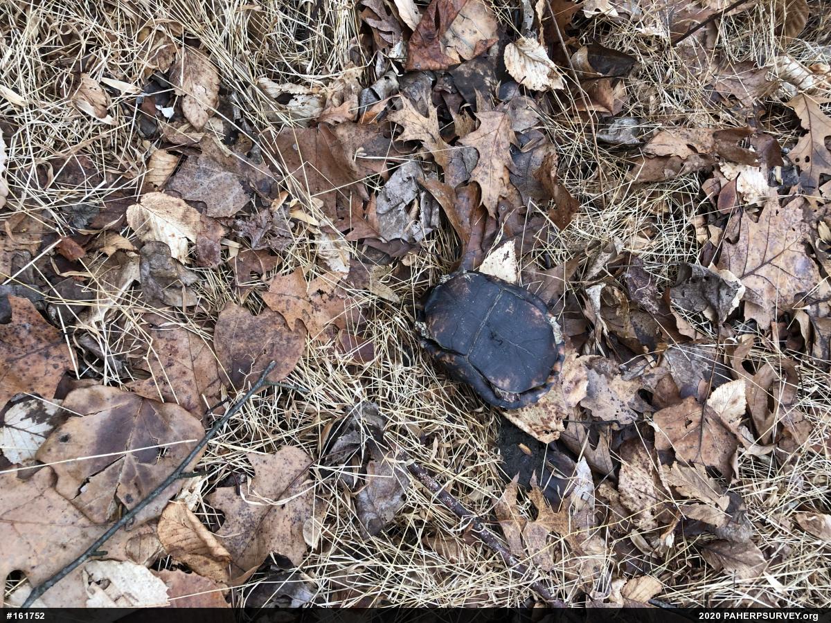 Eastern Box Turtle