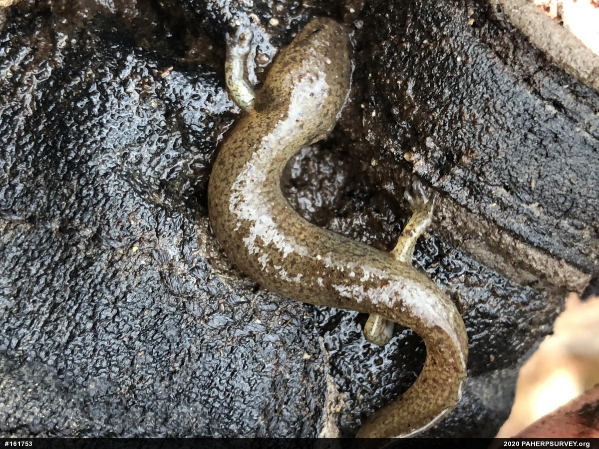 Northern Red Salamander