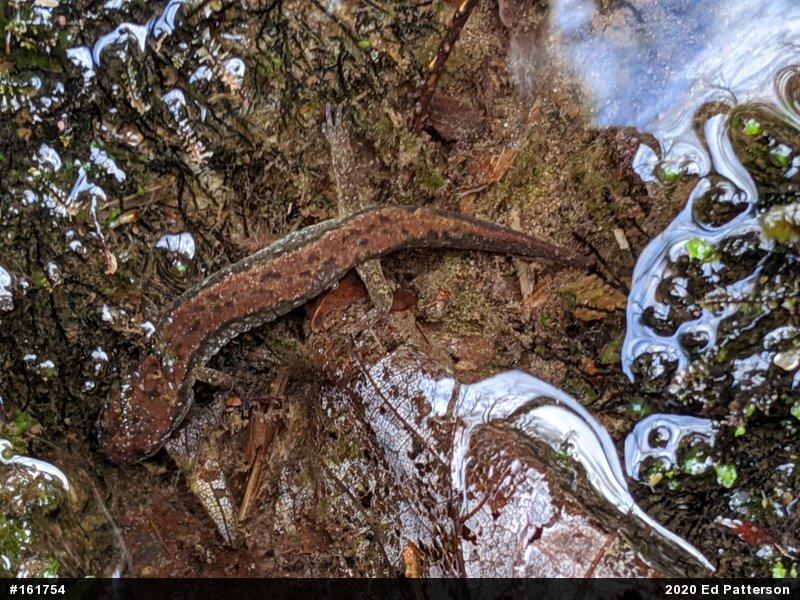 Northern Dusky Salamander