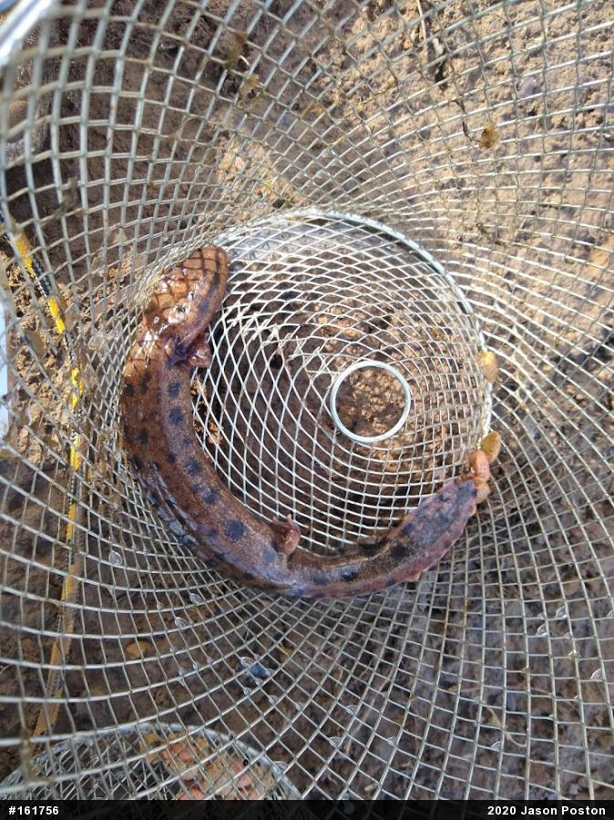 Common Mudpuppy