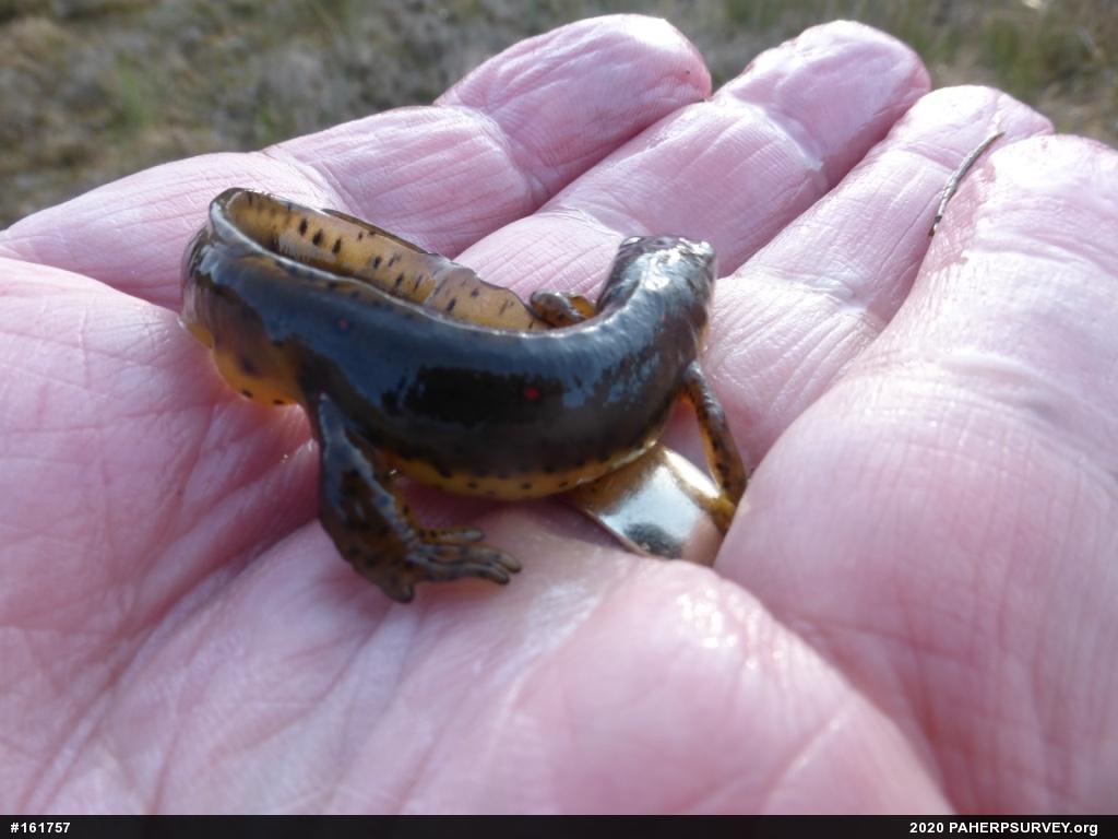 Red-spotted Newt