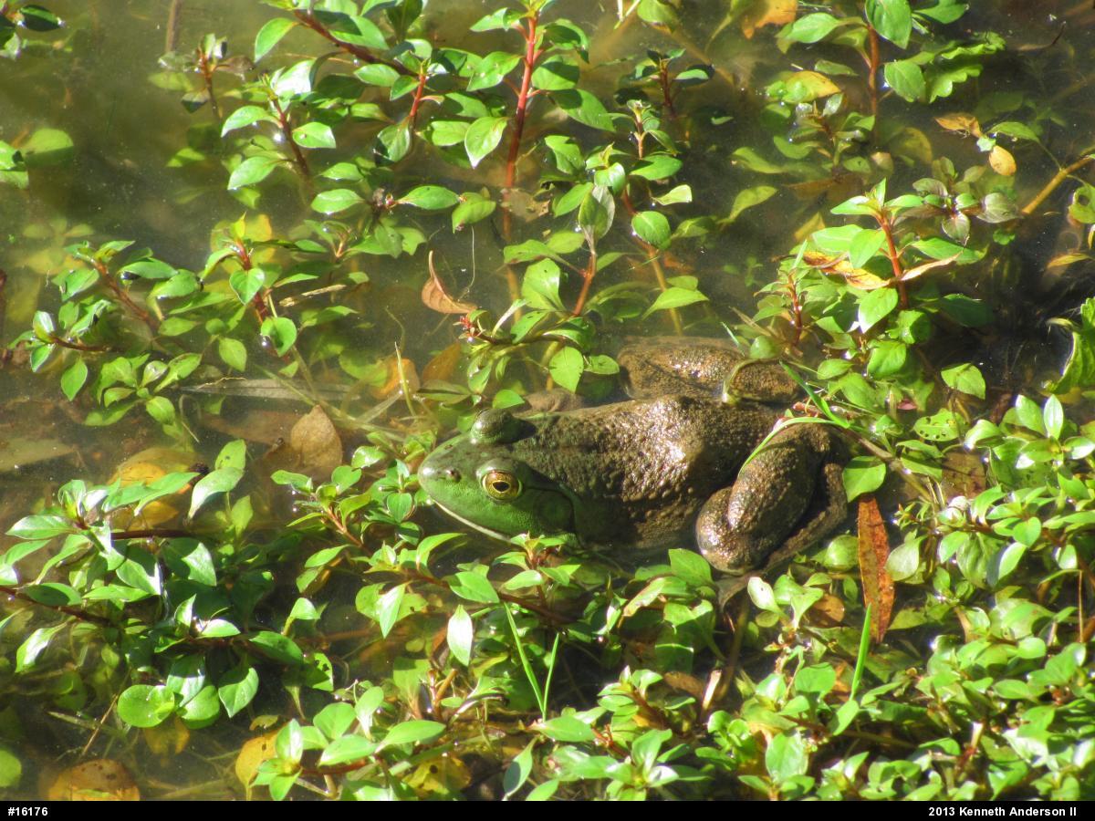 American Bullfrog