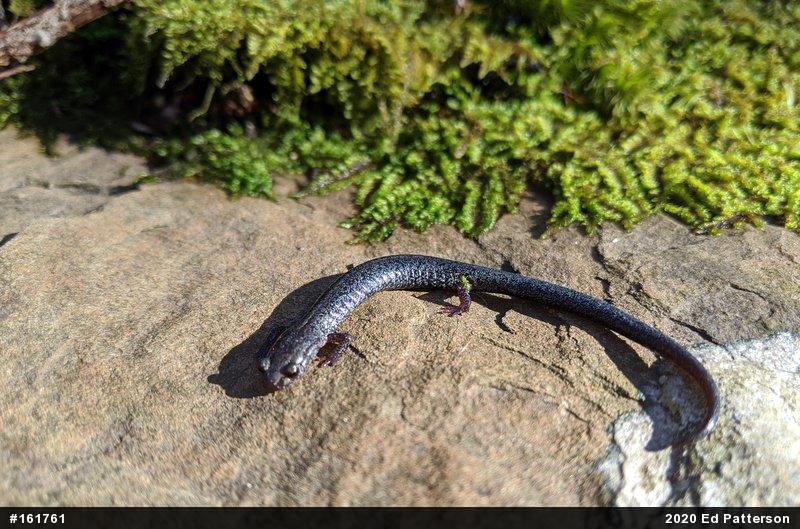 Valley And Ridge Salamander