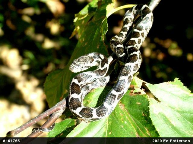 Eastern Ratsnake