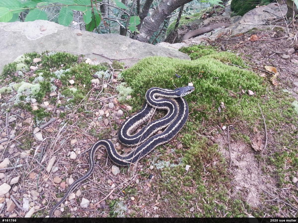 Eastern Gartersnake