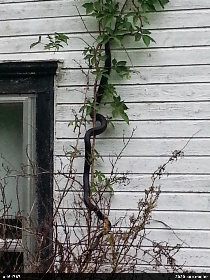 Eastern Ratsnake