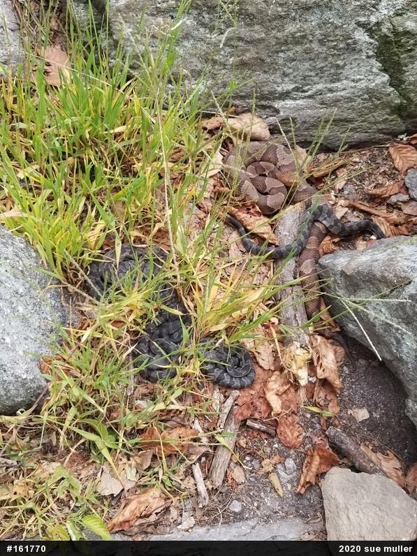 Northern Copperhead