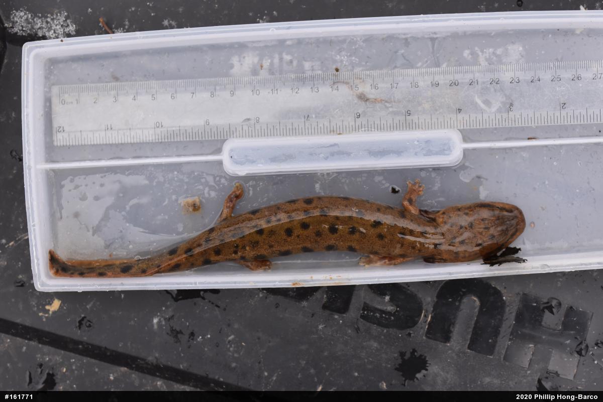 Common Mudpuppy