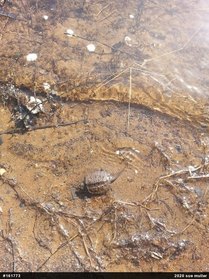 Snapping Turtle