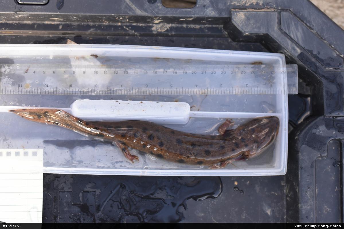 Common Mudpuppy
