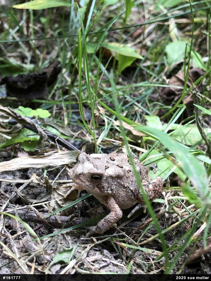 Eastern American Toad
