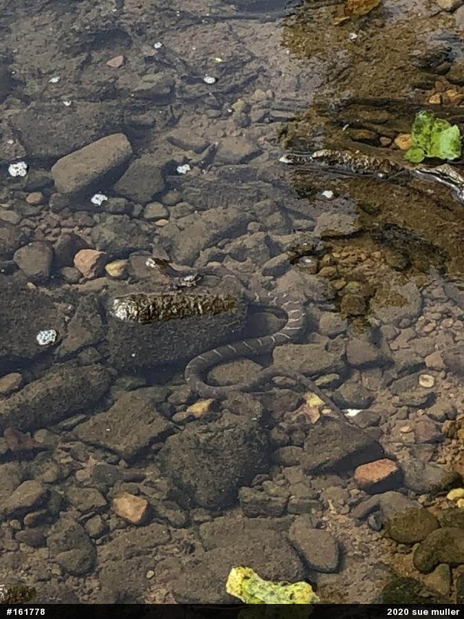 Northern Watersnake