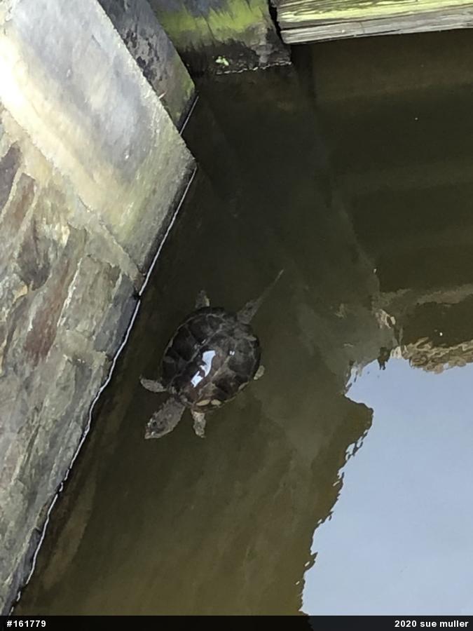 Snapping Turtle