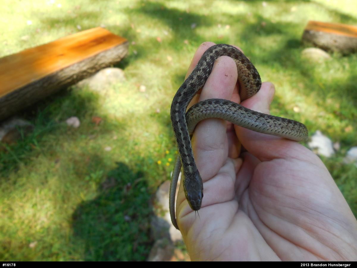 Eastern Gartersnake