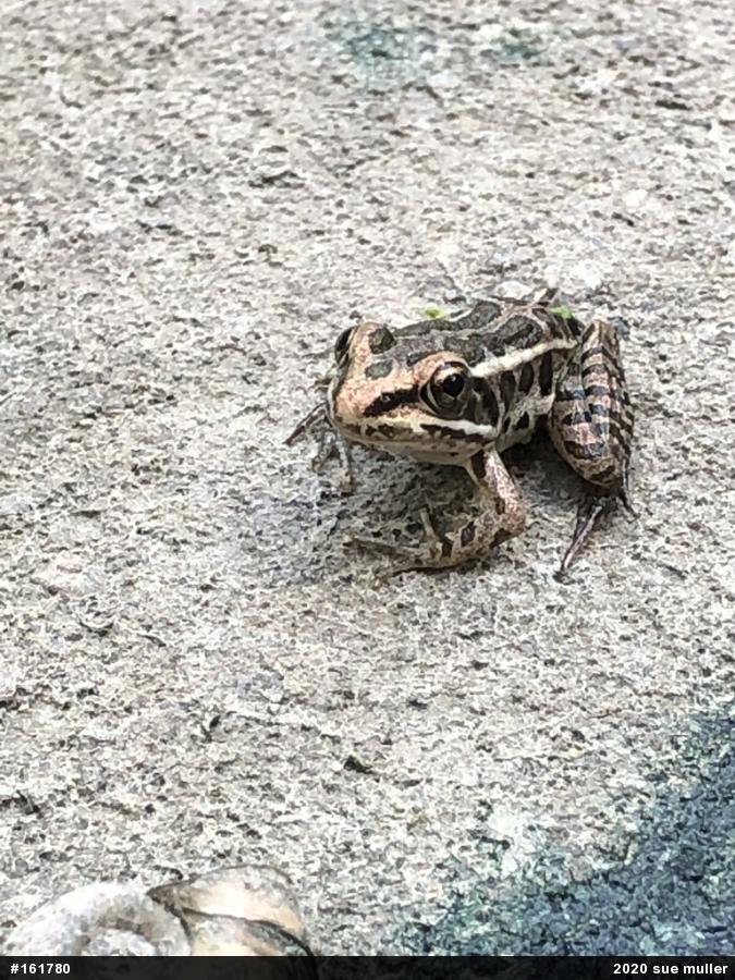 Pickerel Frog