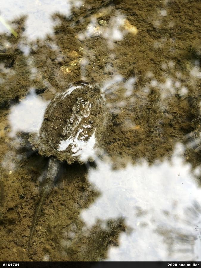 Snapping Turtle