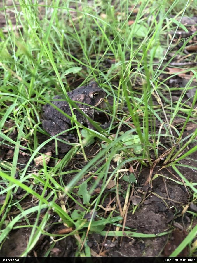 Eastern American Toad