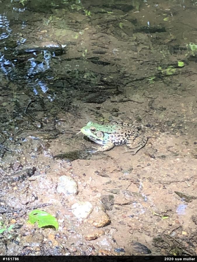 Green Frog