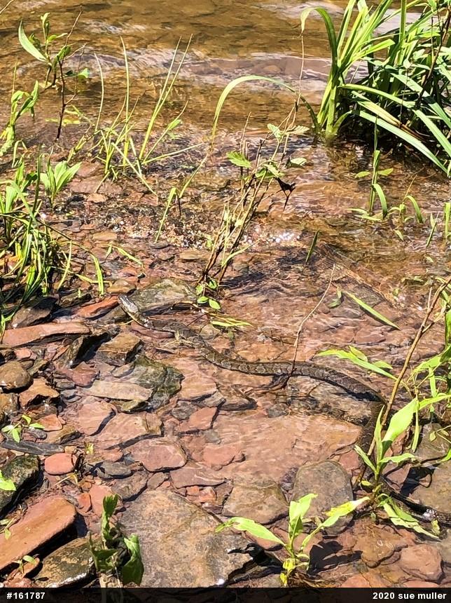 Northern Watersnake