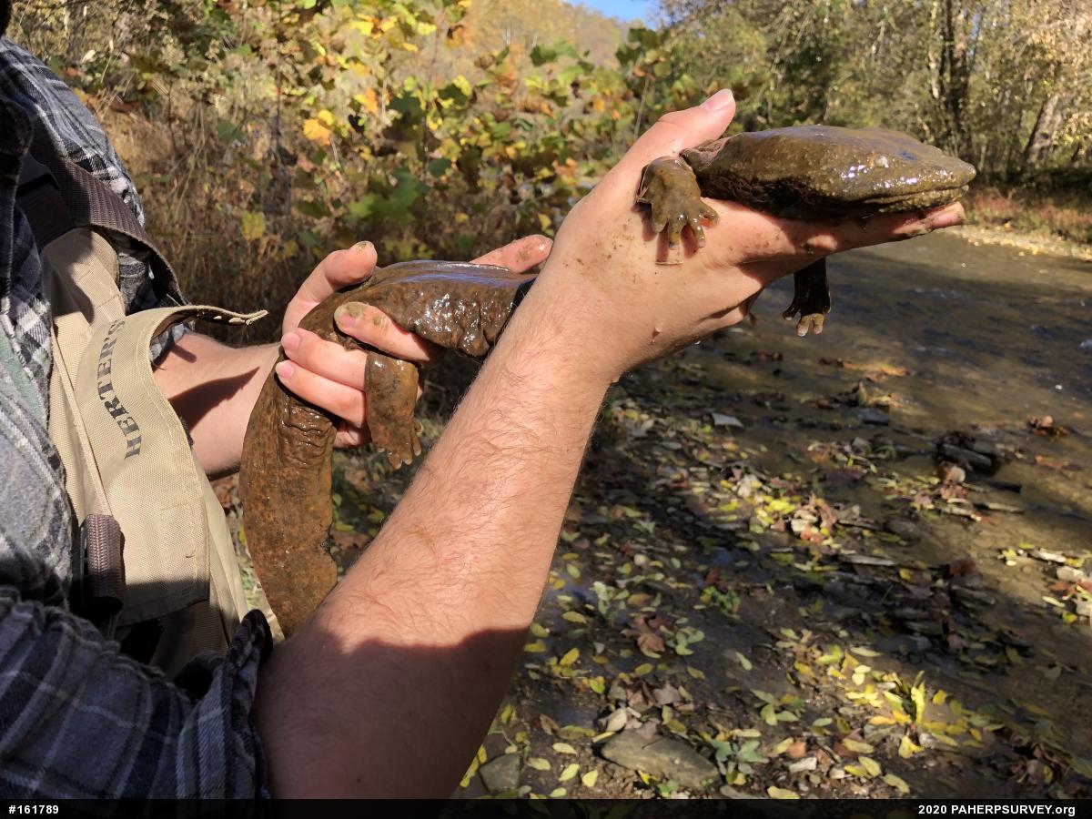 Eastern Hellbender