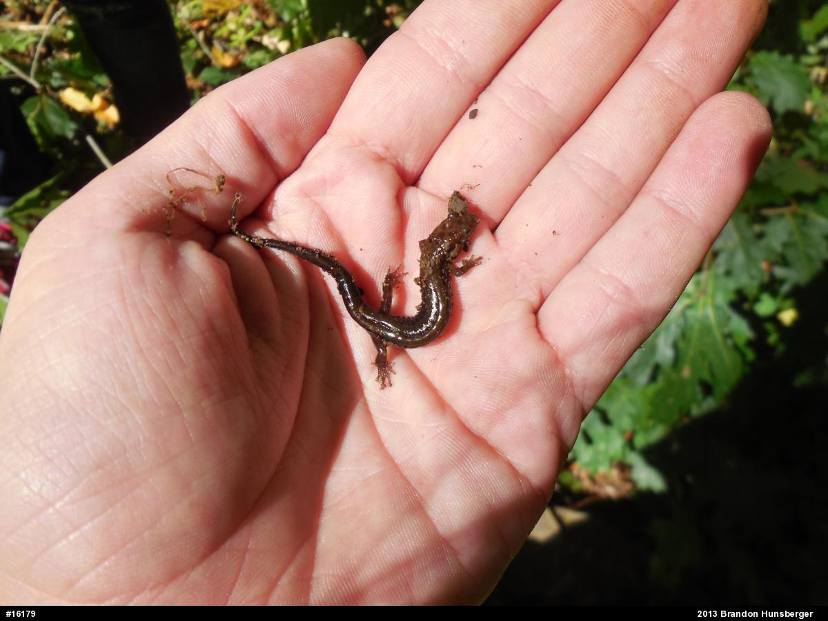 Allegheny Mountain Dusky Salamander