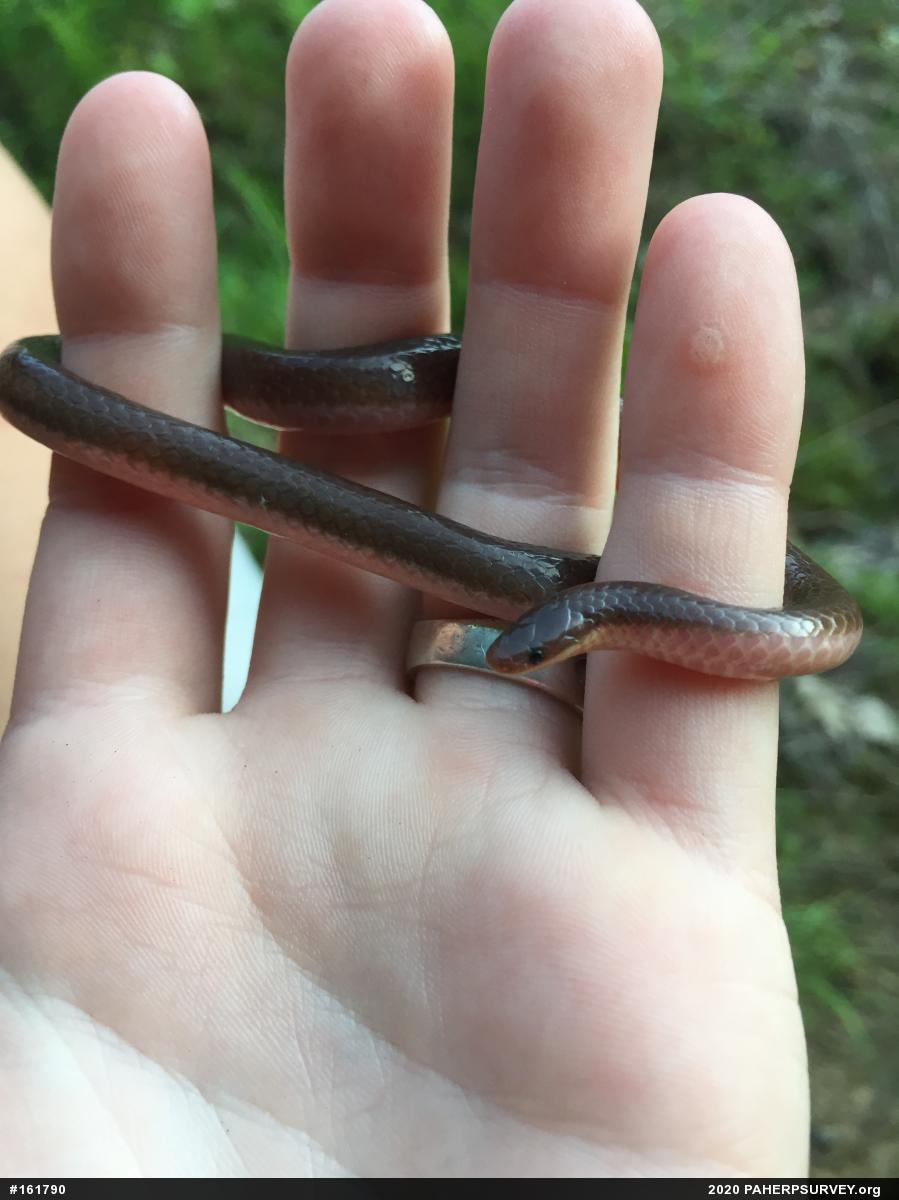 Eastern Wormsnake