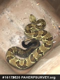 Timber Rattlesnake