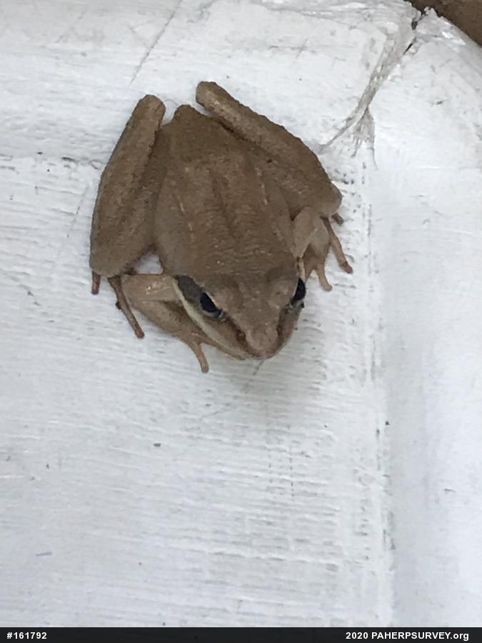 Wood Frog