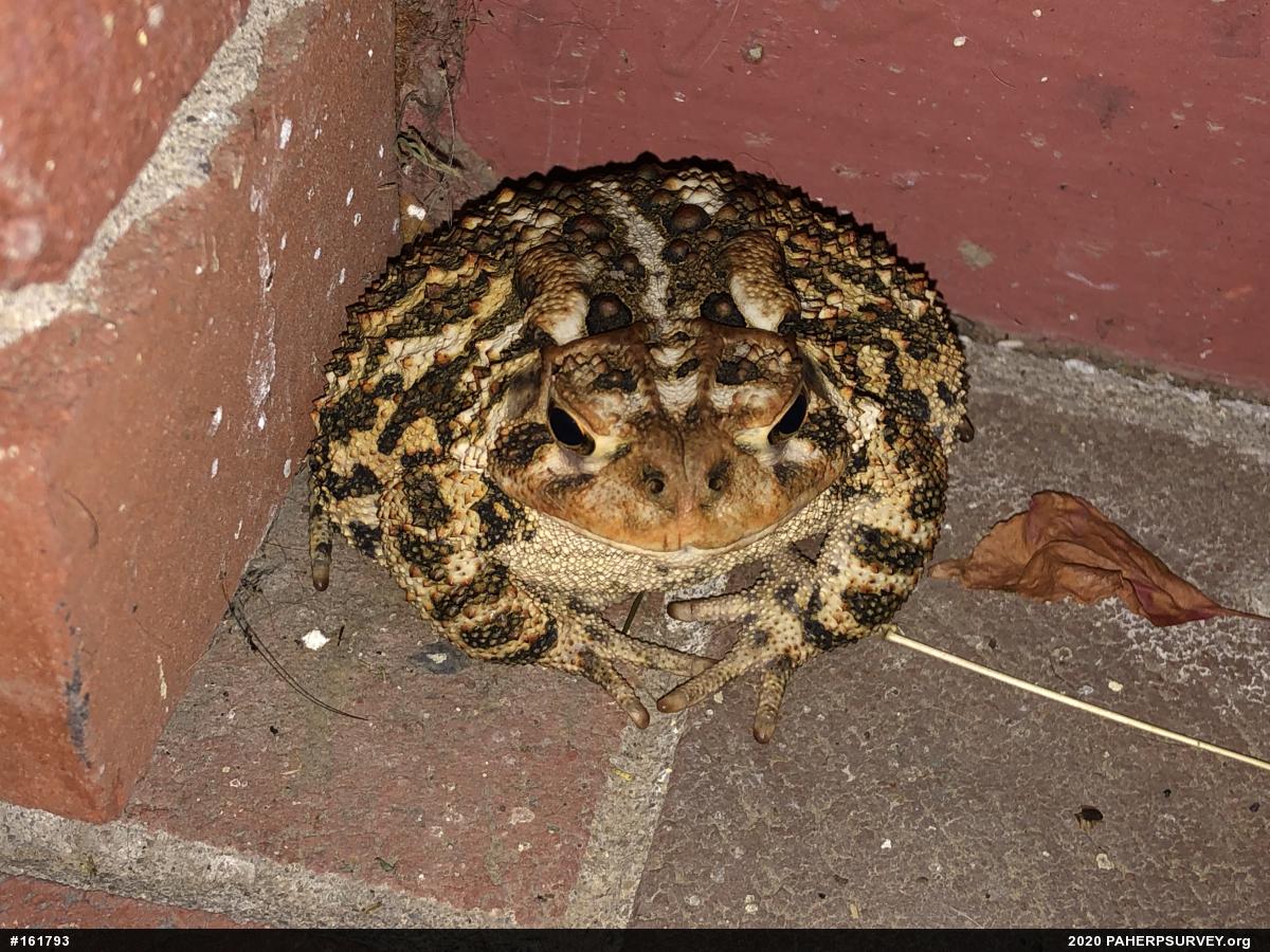 Eastern American Toad