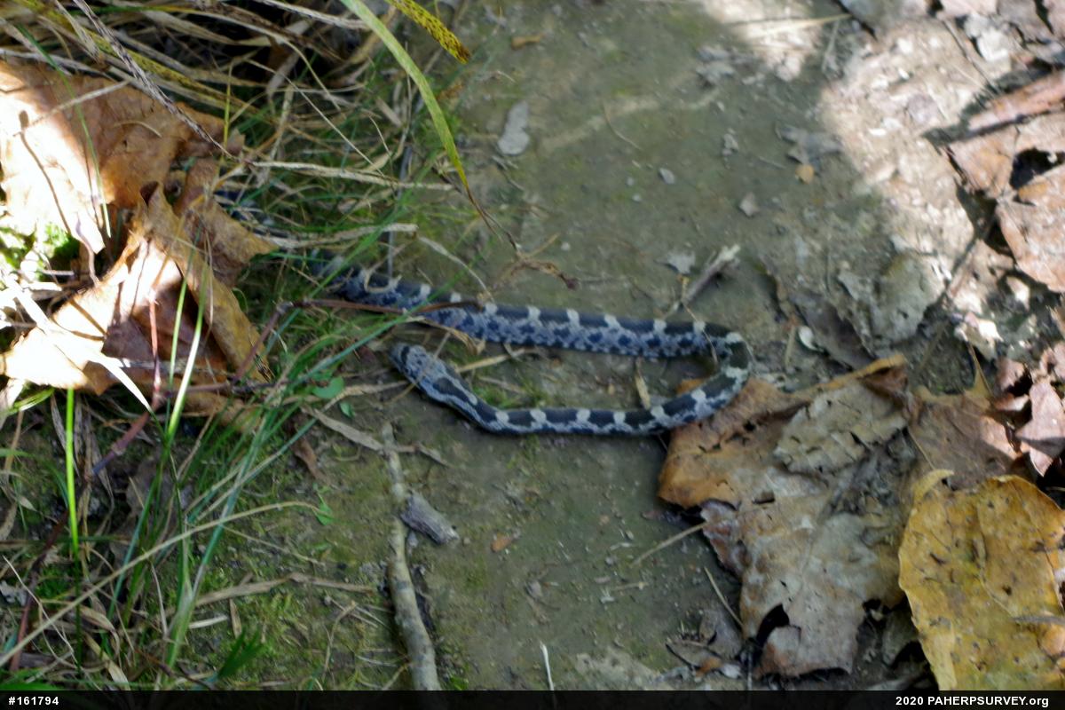 Eastern Ratsnake