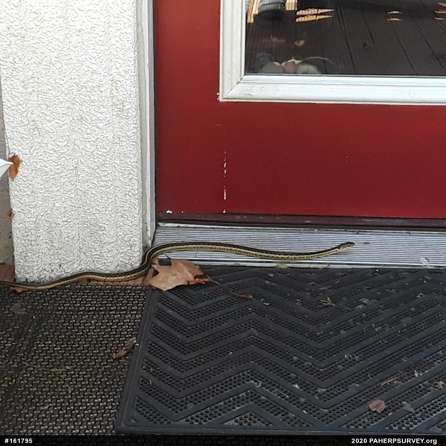 Eastern Gartersnake