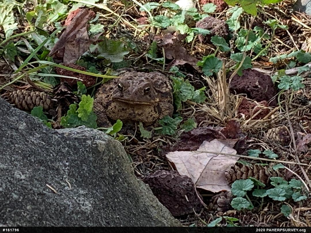 Eastern American Toad